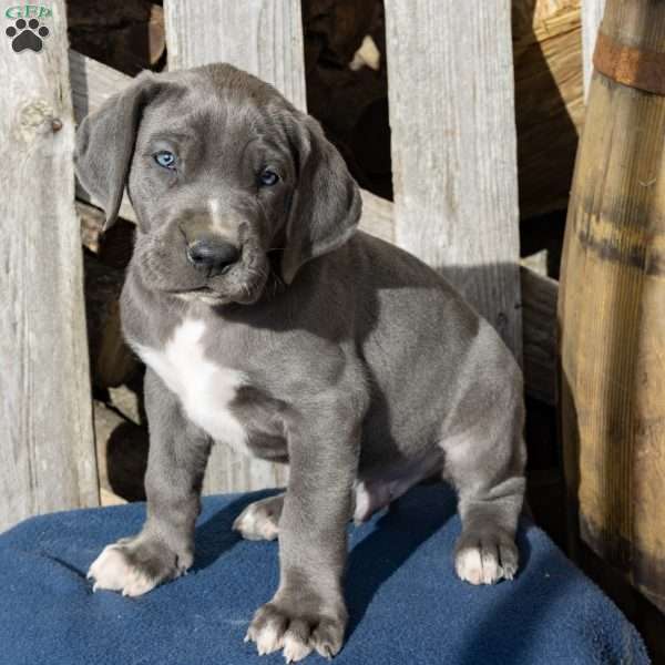 Blue Jay, Great Dane Puppy